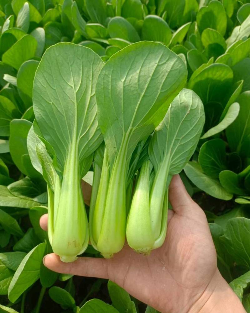 【推荐】山东小油菜精品上海青大量上市产地直发