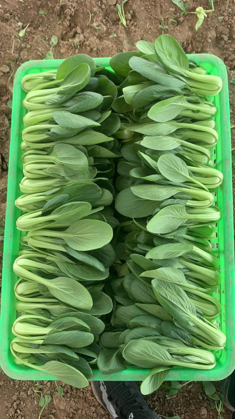 【推荐】山东小油菜精品上海青大量上市产地直发