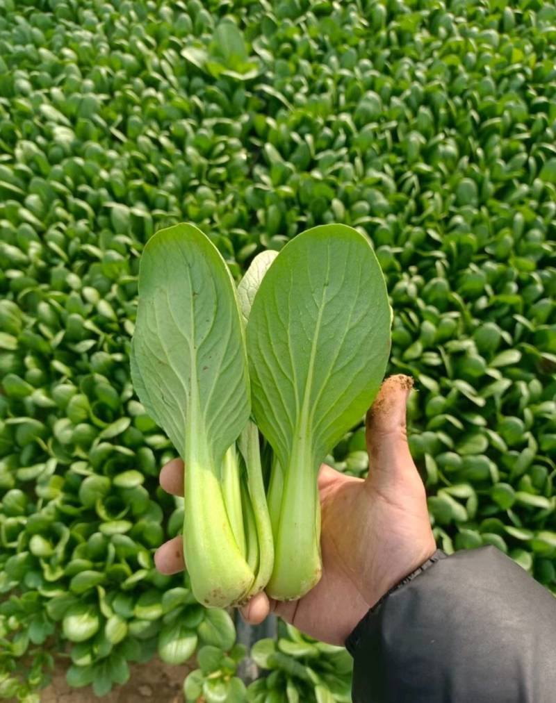 【推荐】山东小油菜精品上海青大量上市产地直发