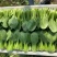 【推荐】山东小油菜精品上海青大量上市产地直发