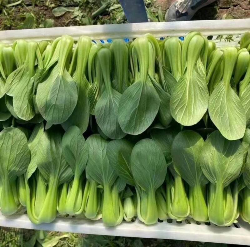 【推荐】山东小油菜精品上海青大量上市产地直发