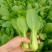 【推荐】山东小油菜精品上海青大量上市产地直发