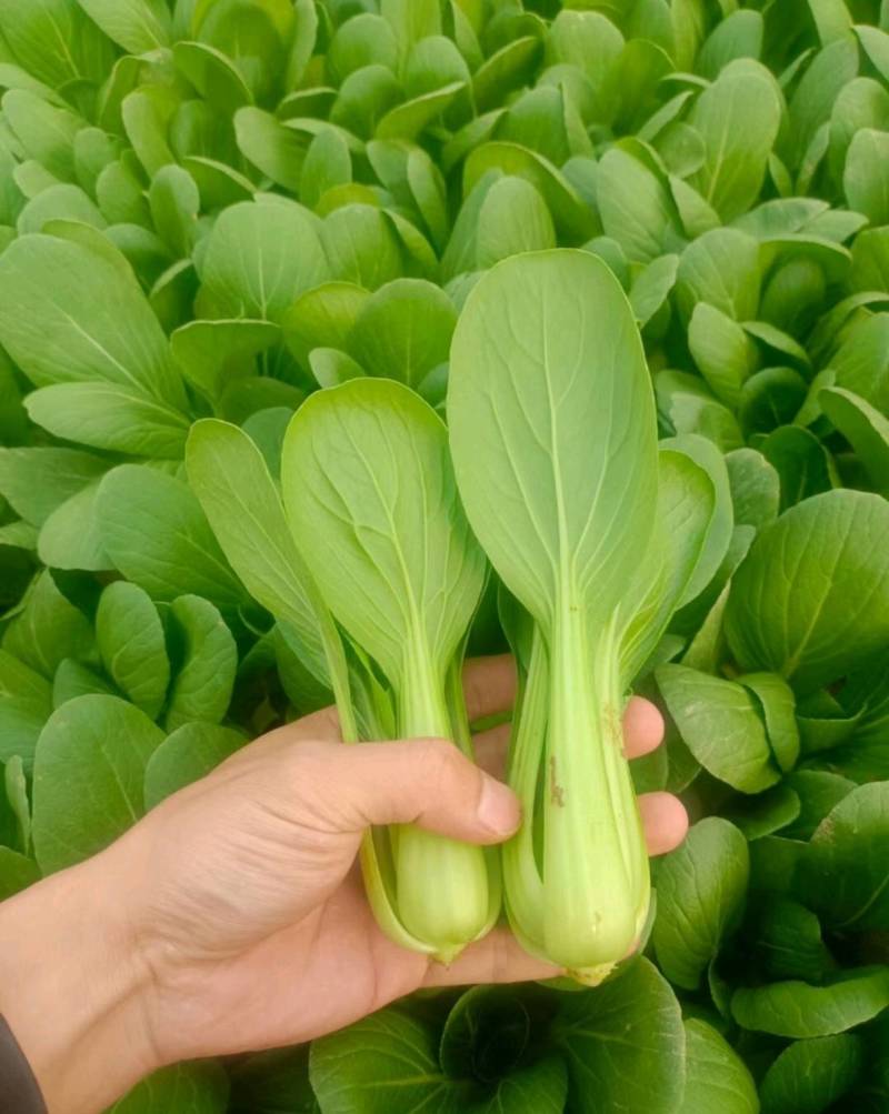【推荐】山东小油菜精品上海青大量上市产地直发