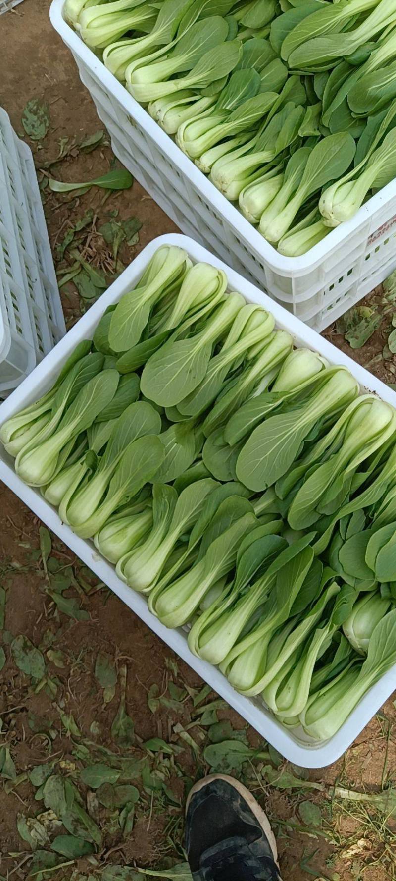 【推荐】山东小油菜精品上海青大量上市产地直发