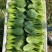【推荐】山东小油菜精品上海青大量上市产地直发