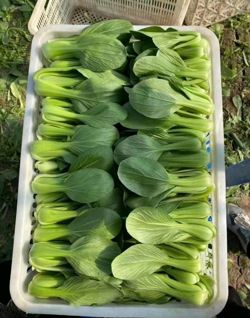【推荐】山东小油菜精品上海青大量上市产地直发