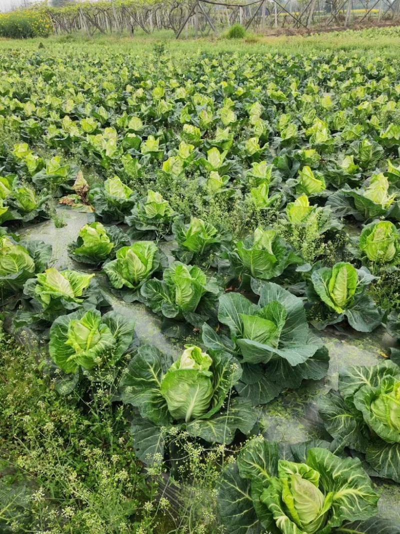 鸡心白、牛心白甘蓝（基地一手货源）