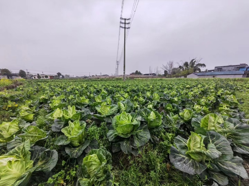 甘蓝、牛心白、鸡心白（基地一手货源）