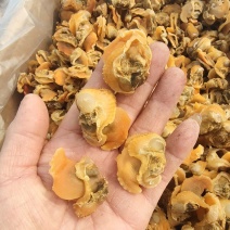 毛蛤肉干！毛蚬子肉干无沙新货饭店餐馆适合用一手货源无差价