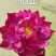 精品荷花重瓣，单掰，色泽鲜艳，有单色，和混色，