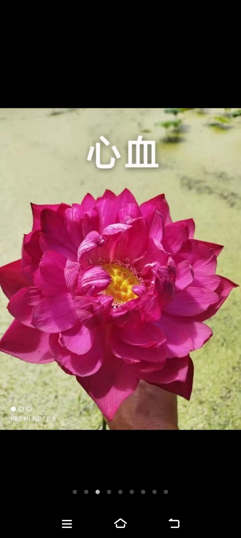 精品荷花重瓣，单掰，色泽鲜艳，有单色，和混色，