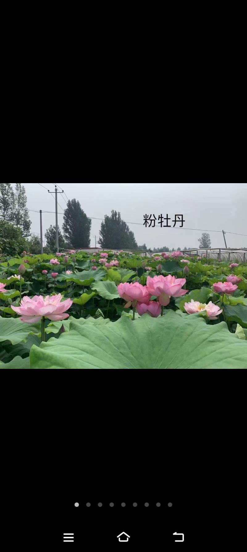 精品荷花重瓣，单掰，色泽鲜艳，有单色，和混色，