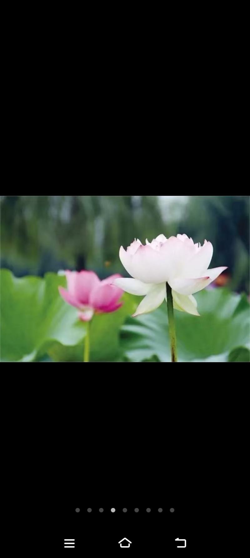 精品荷花重瓣，单掰，色泽鲜艳，有单色，和混色，