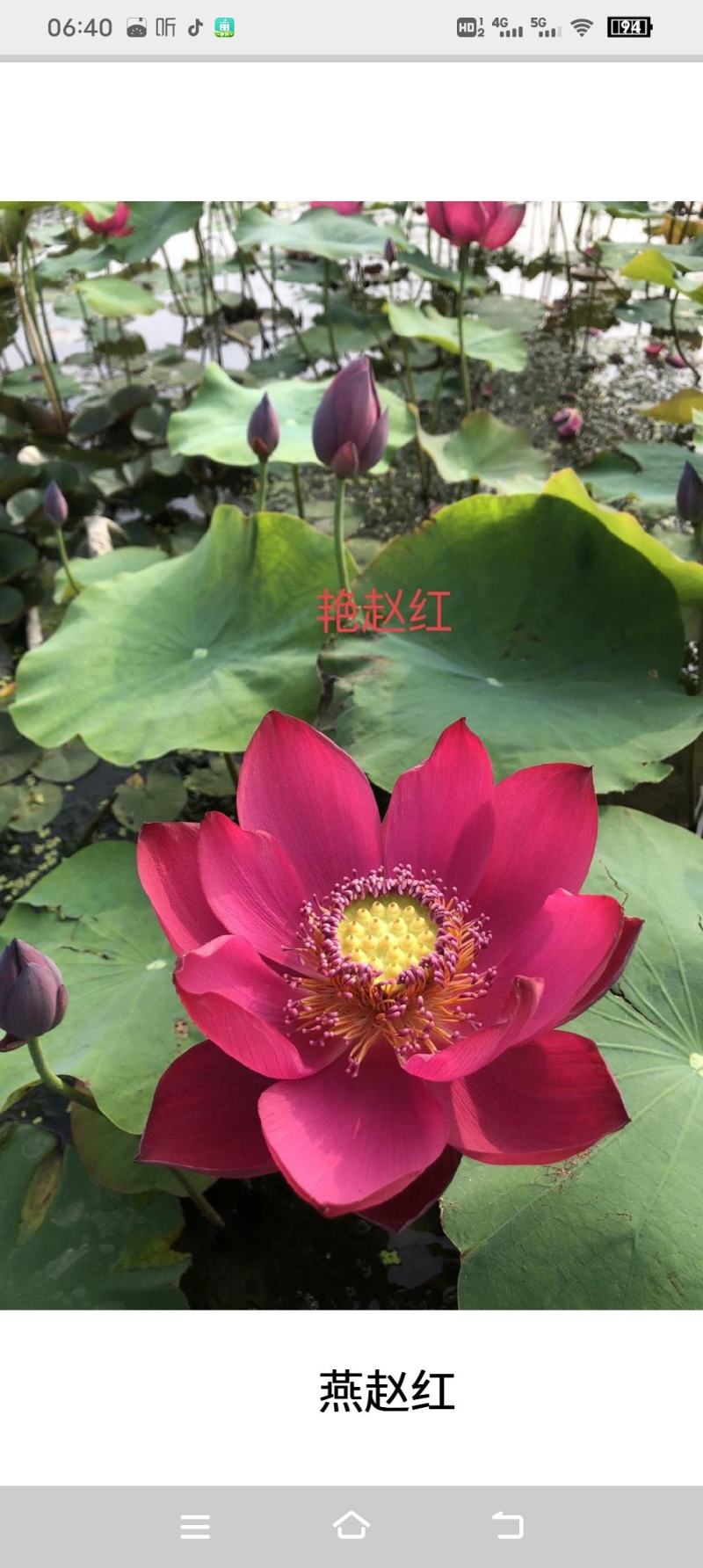 精品荷花重瓣，单掰，色泽鲜艳，有单色，和混色，