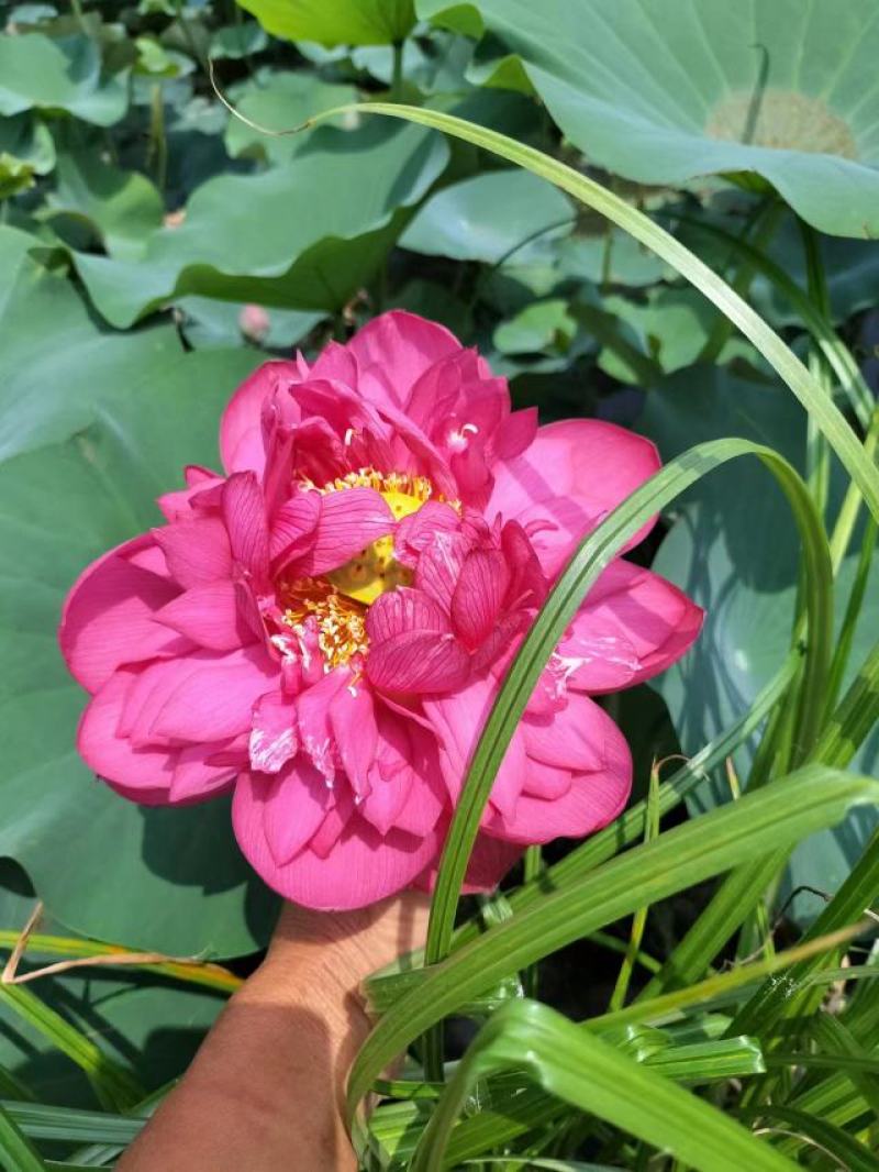 精品荷花重瓣，单掰，色泽鲜艳，有单色，和混色，
