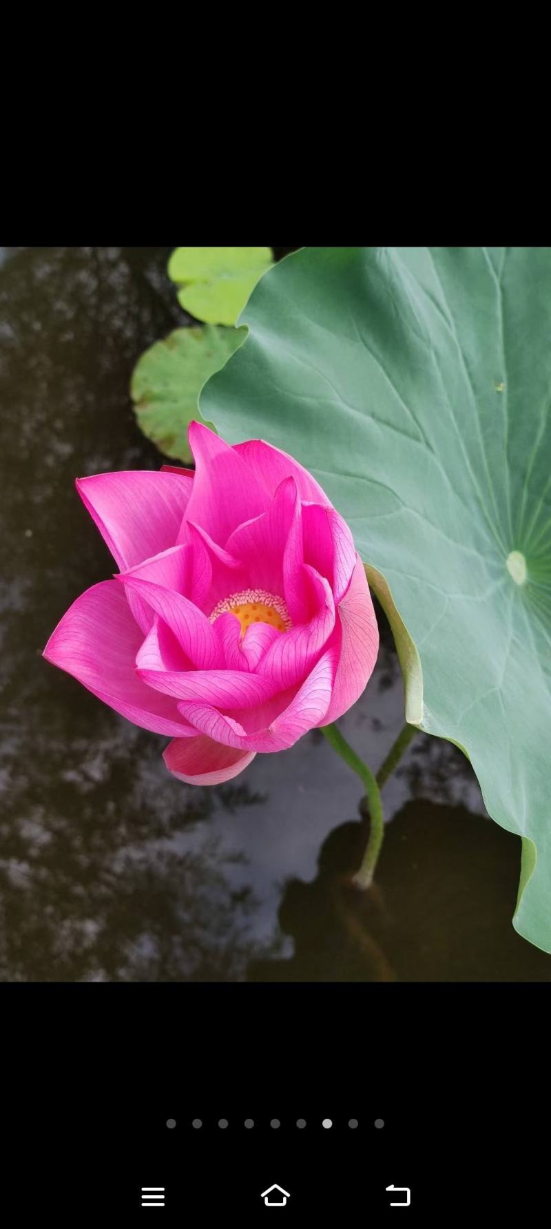 精品荷花重瓣，单掰，色泽鲜艳，有单色，和混色，