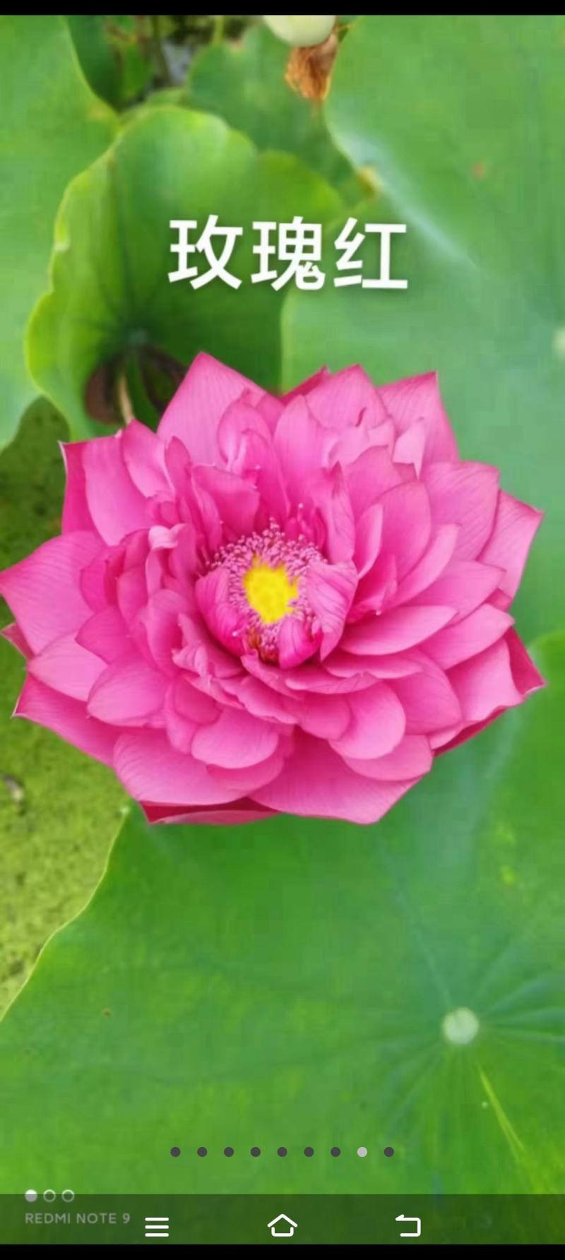 精品荷花重瓣，单掰，色泽鲜艳，有单色，和混色，