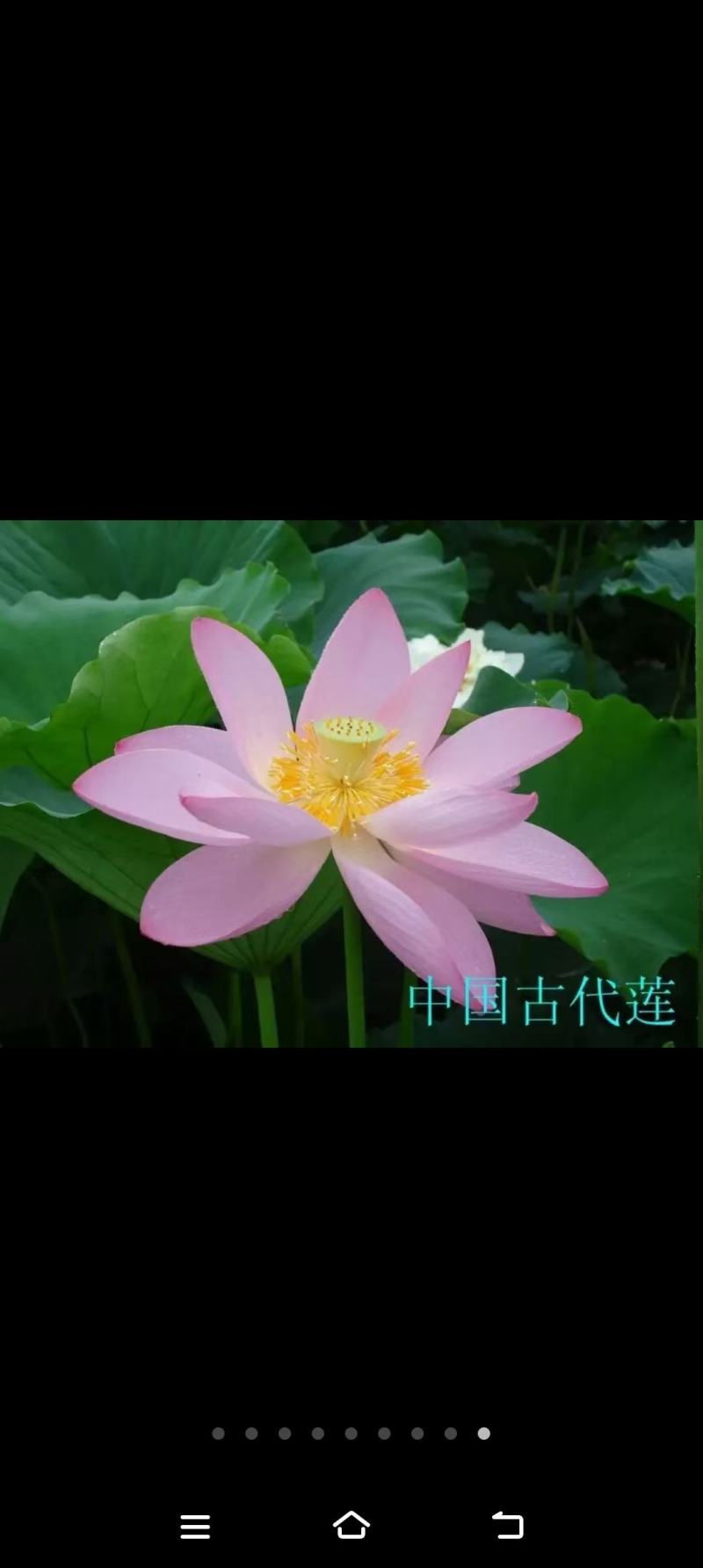 精品荷花重瓣，单掰，色泽鲜艳，有单色，和混色，