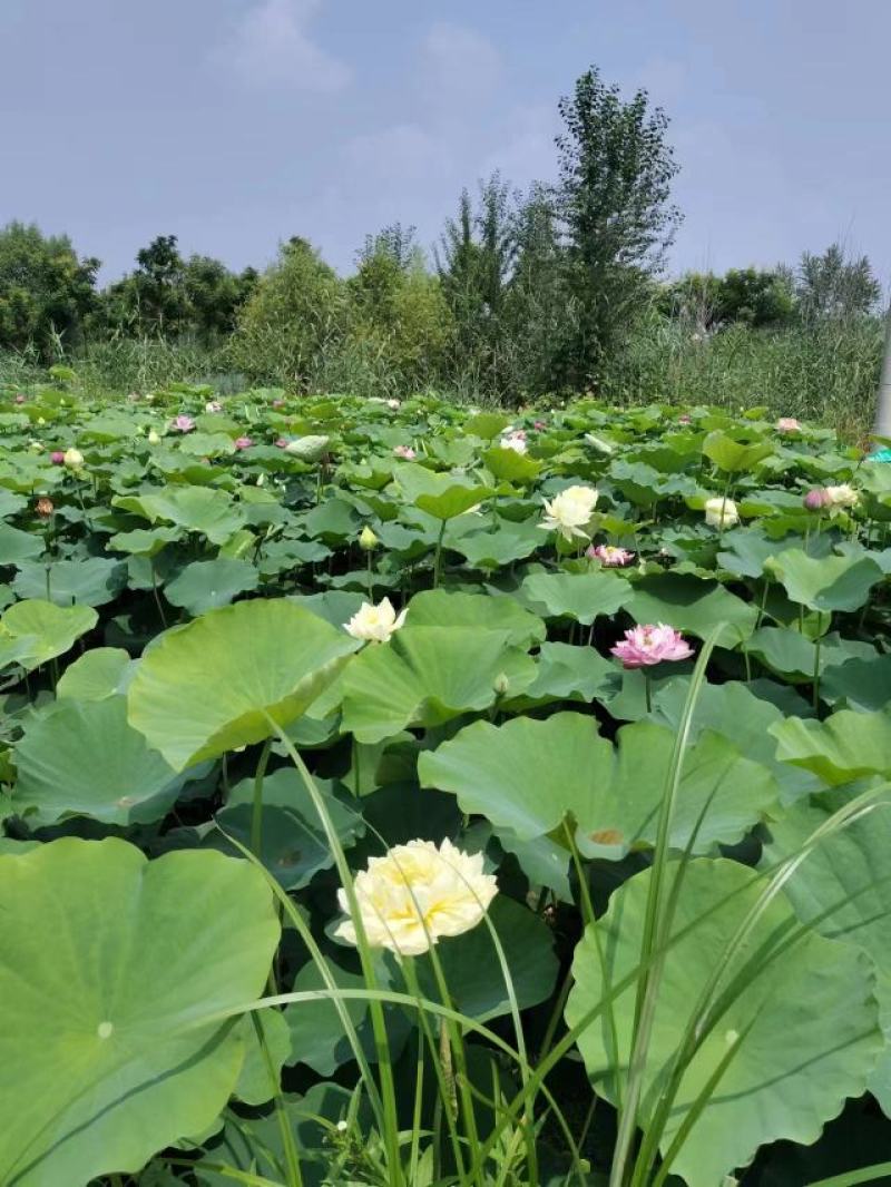 精品荷花重瓣，单掰，色泽鲜艳，有单色，和混色，
