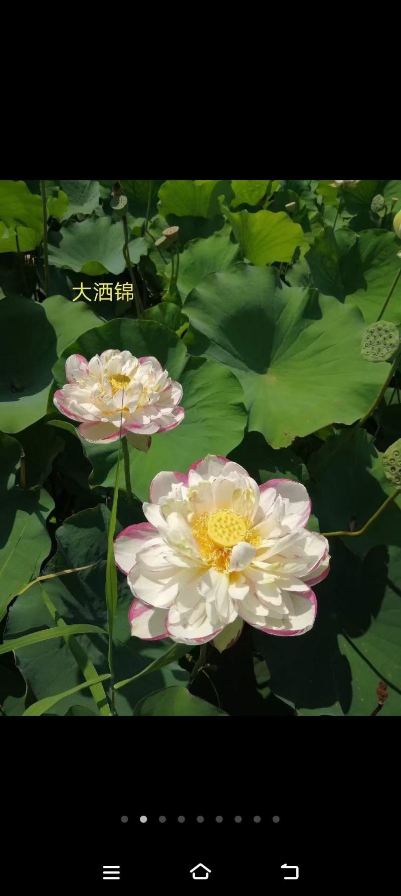 精品荷花重瓣，单掰，色泽鲜艳，有单色，和混色，