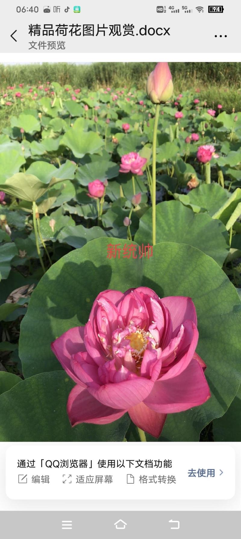 精品荷花重瓣，单掰，色泽鲜艳，有单色，和混色，