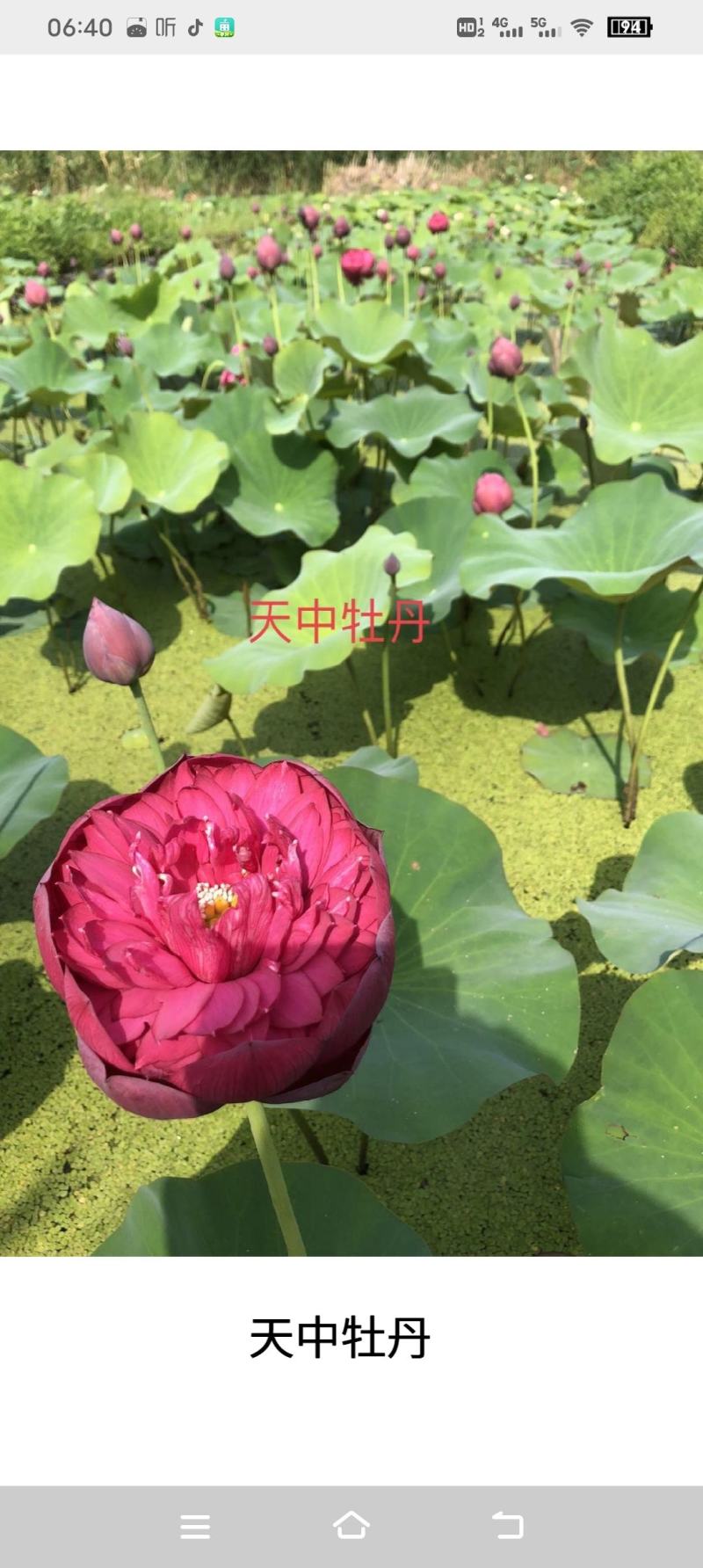 精品荷花重瓣，单掰，色泽鲜艳，有单色，和混色，