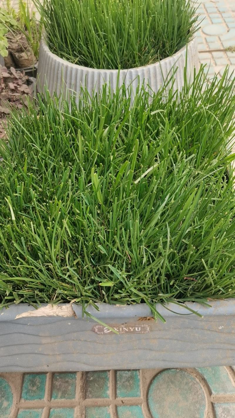 黑麦草