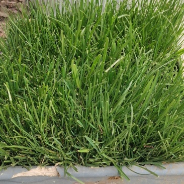 黑麦草