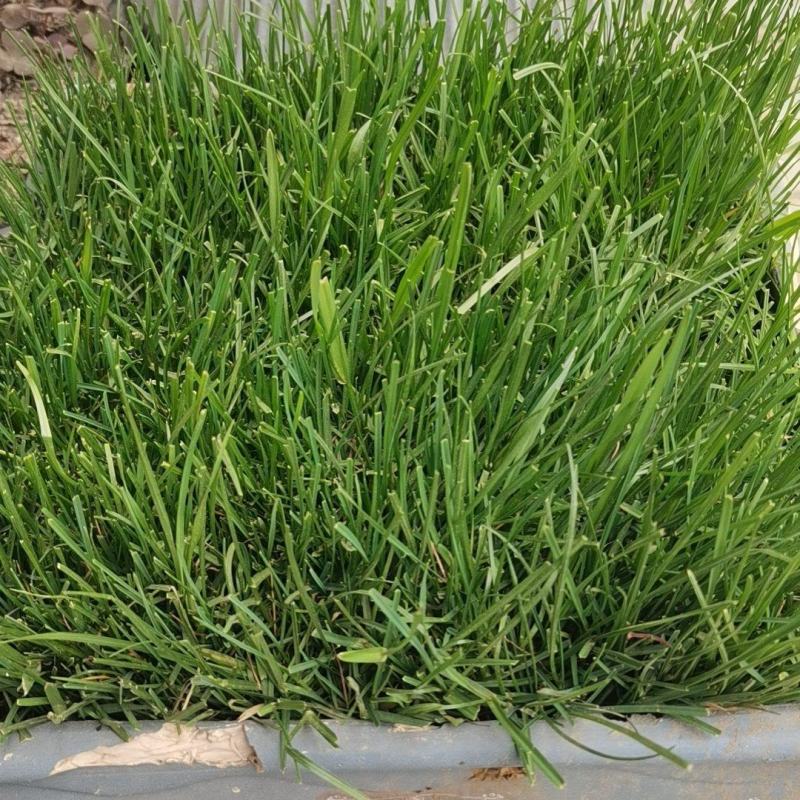 黑麦草