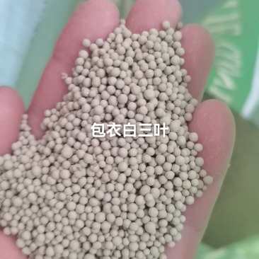 白三叶