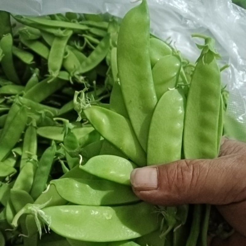 荷兰豆(南非中荚豆)