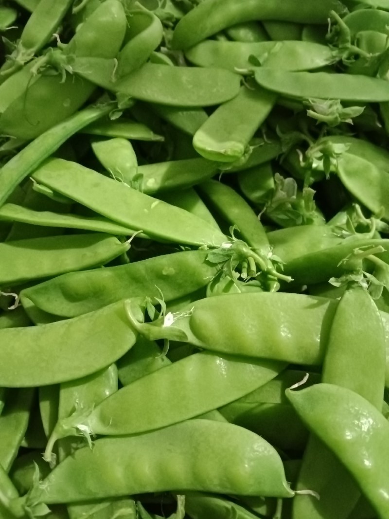 荷兰豆(南非中荚豆)