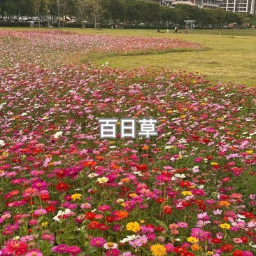 百日草种子