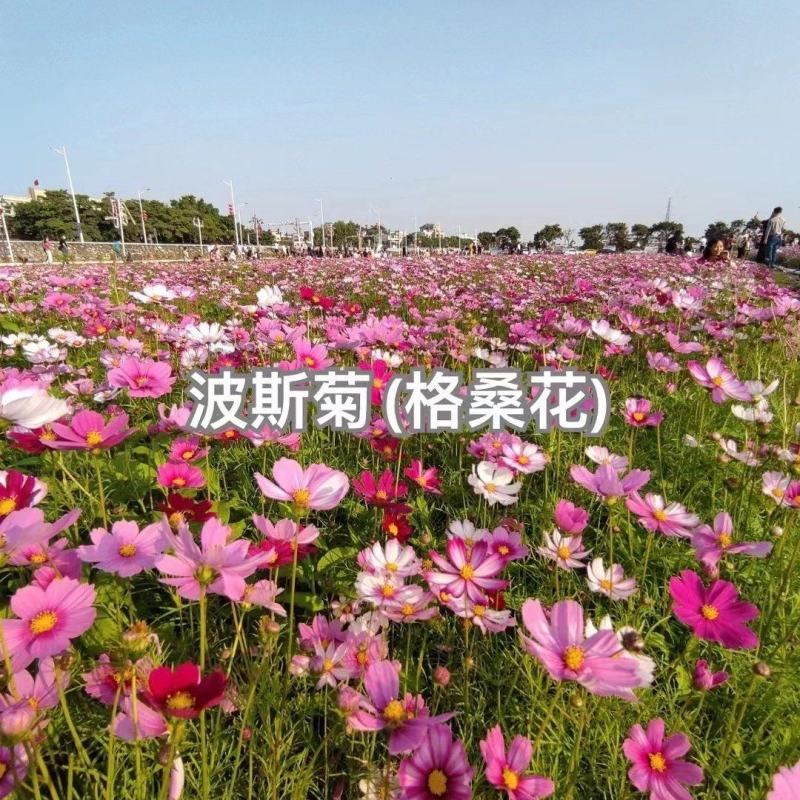 格桑花种子