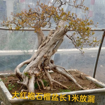 精品石榴盆景