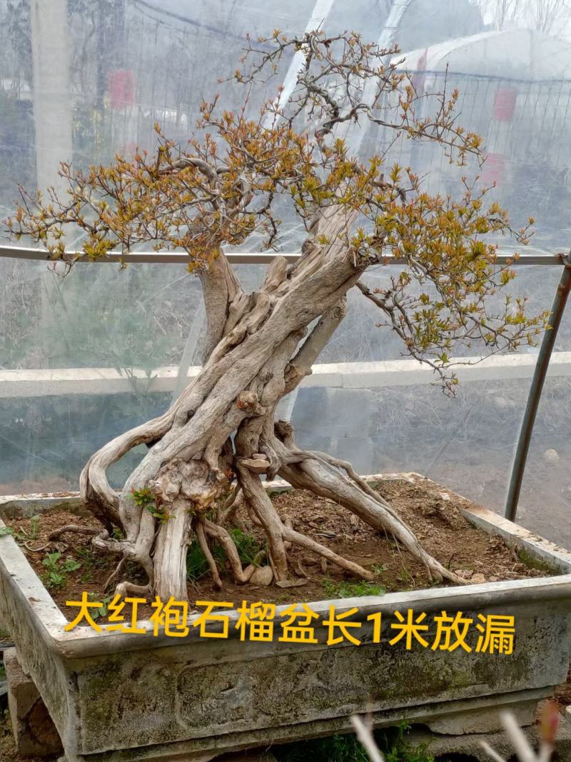 精品石榴盆景