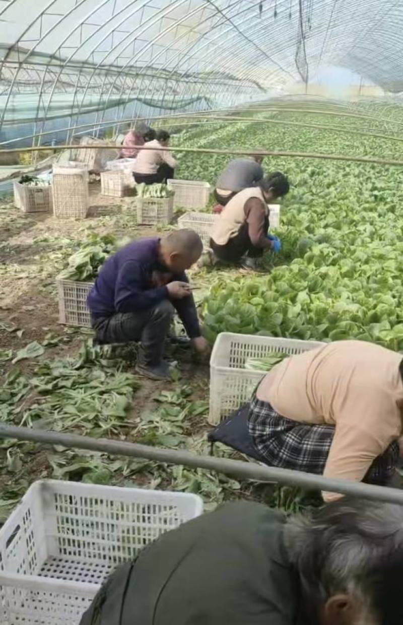 【推荐】精品奶白菜小白菜产地直发量大从优可看货