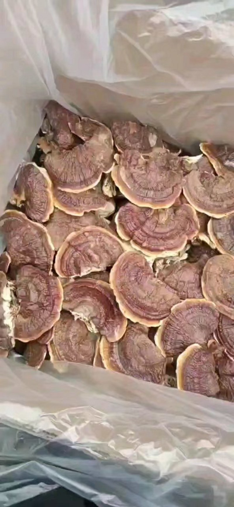 灵芝健康