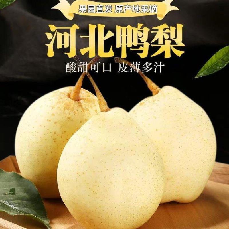 河北鸭梨泊头特产，皮薄汁多，个头均匀，对接电商