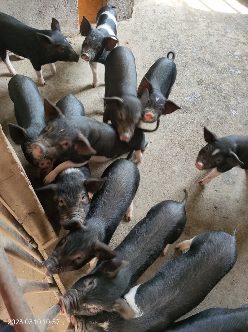 小猪崽，纯种的沙子岭土猪，二元的巴沙黑猪
