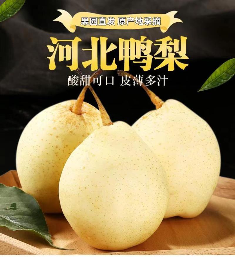 河北鸭梨泊头特产，皮薄汁多，个头均匀，对接电商