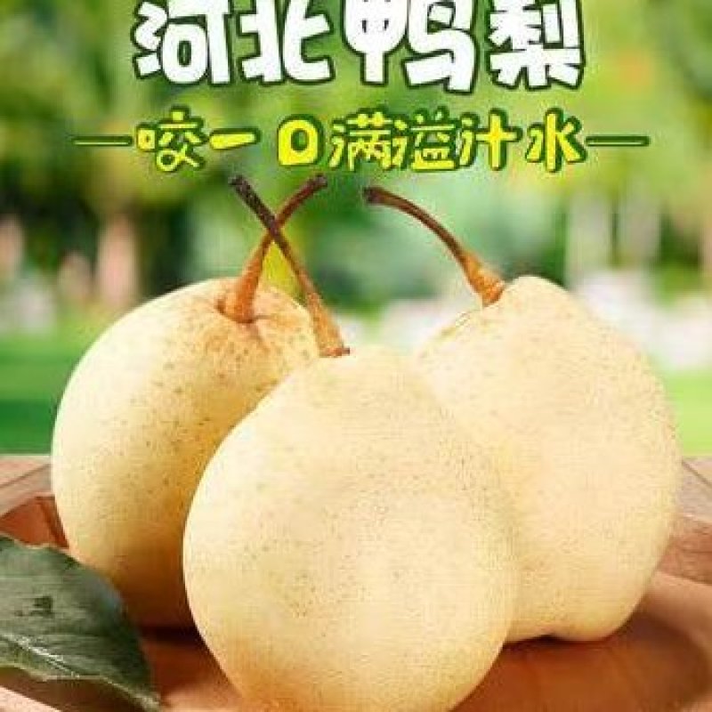 河北鸭梨泊头特产，皮薄汁多，个头均匀，对接电商
