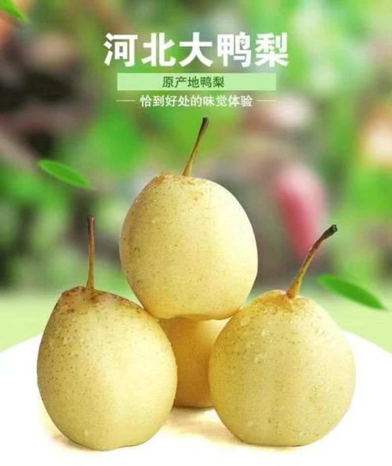河北鸭梨泊头特产，皮薄汁多，个头均匀，对接电商