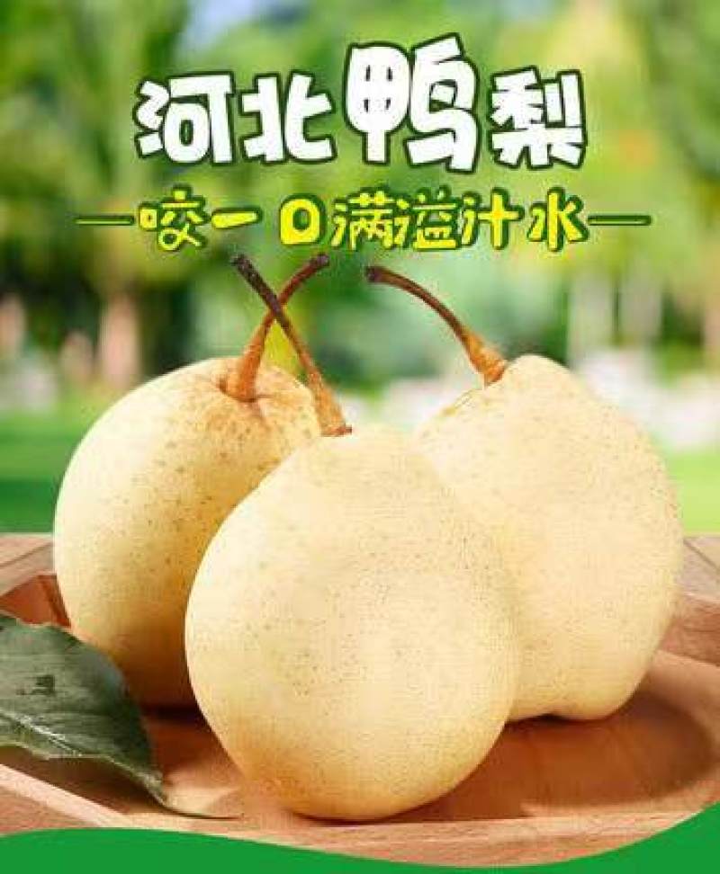河北鸭梨泊头特产，皮薄汁多，个头均匀，对接电商
