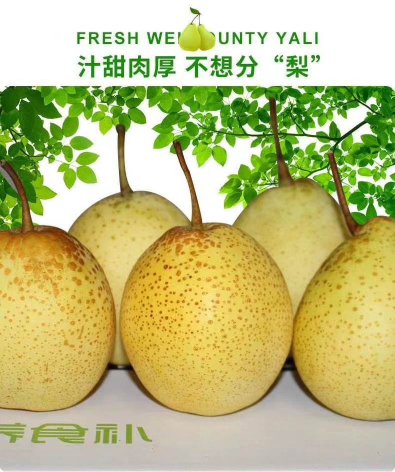 河北鸭梨泊头特产，皮薄汁多，个头均匀，对接电商