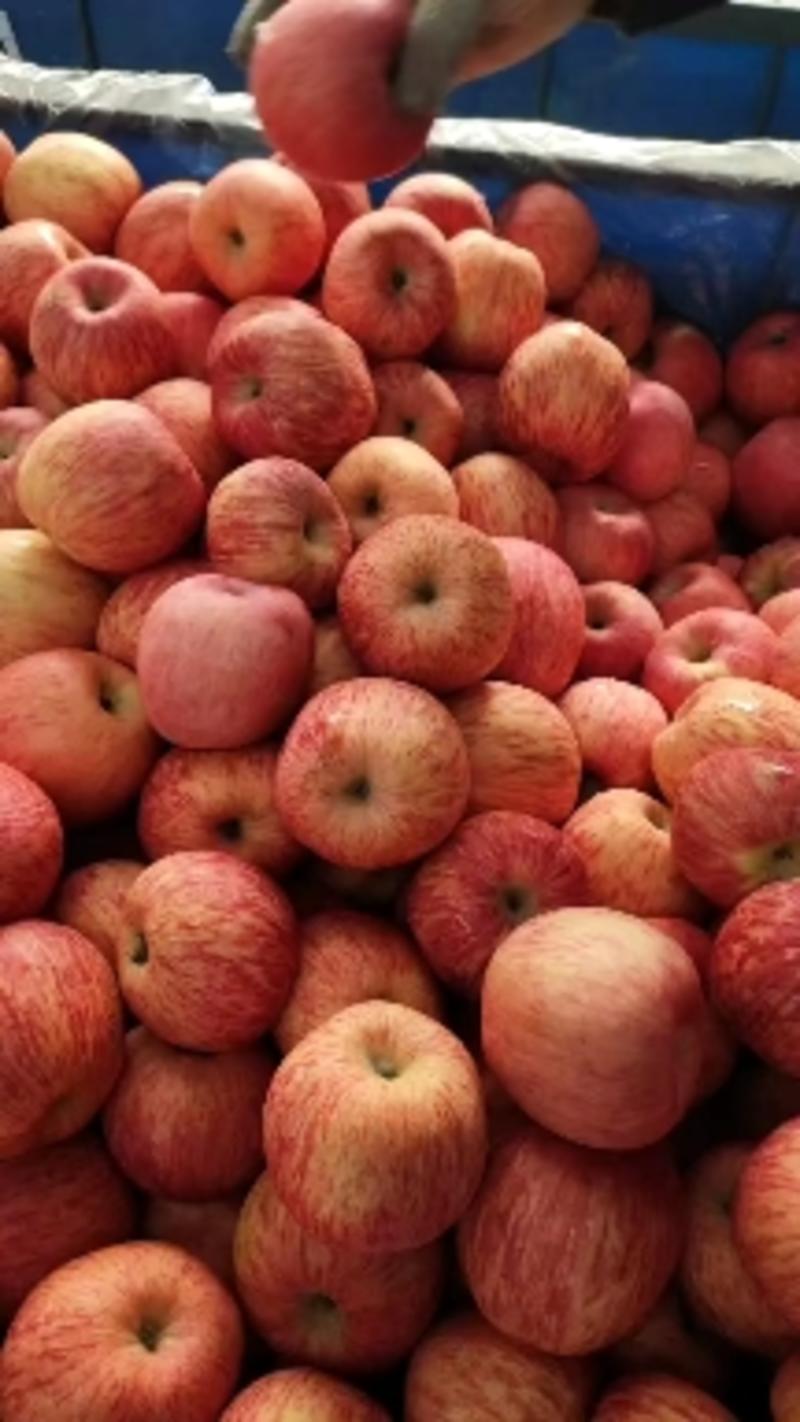 红富士苹果自有冷库红富士全年供货品质保证