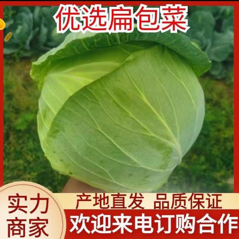 【优选】湖北扁包菜产地直发，奥其娜，大量有货，保质保量。
