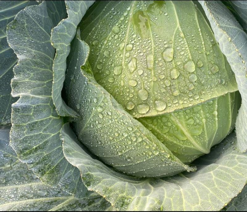 【优选】湖北扁包菜产地直发，奥其娜，大量有货，保质保量。