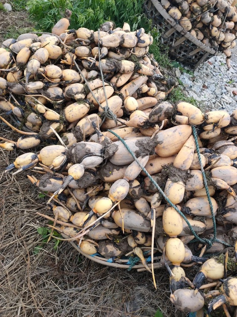 鄂莲6号，藕种一手货源，基地供货，好藕种才有好的莲藕