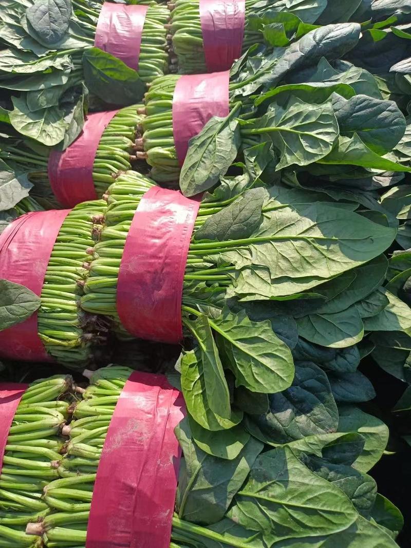 菠菜山东精品大叶菠菜大量上市产地直发常年供应
